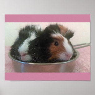 guinea pigs in toy pan poster