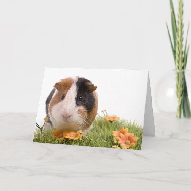 guinea pigs on a lawn card (Front)