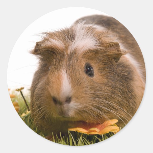guinea pigs on a lawn classic round sticker (Front)
