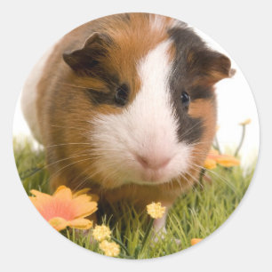 guinea pigs on a lawn classic round sticker