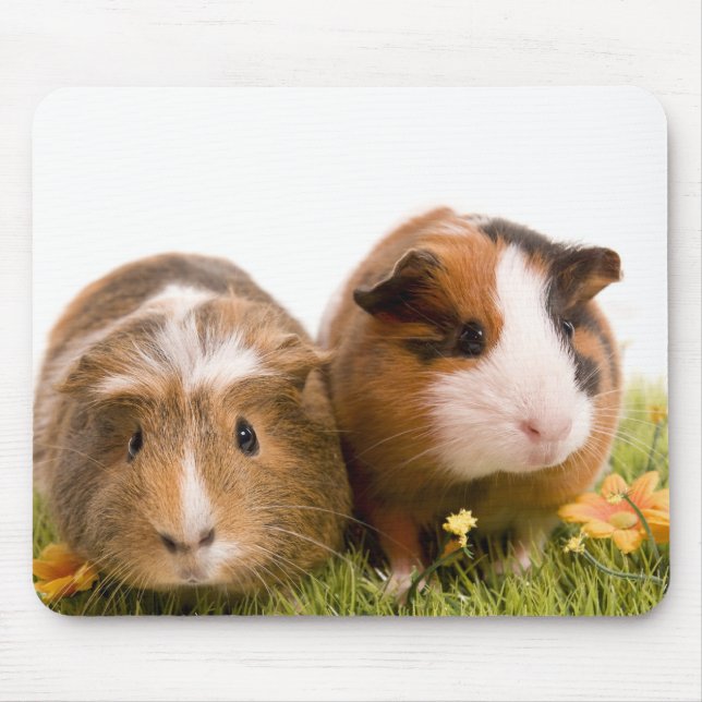 guinea pigs on a lawn mouse mat (Front)