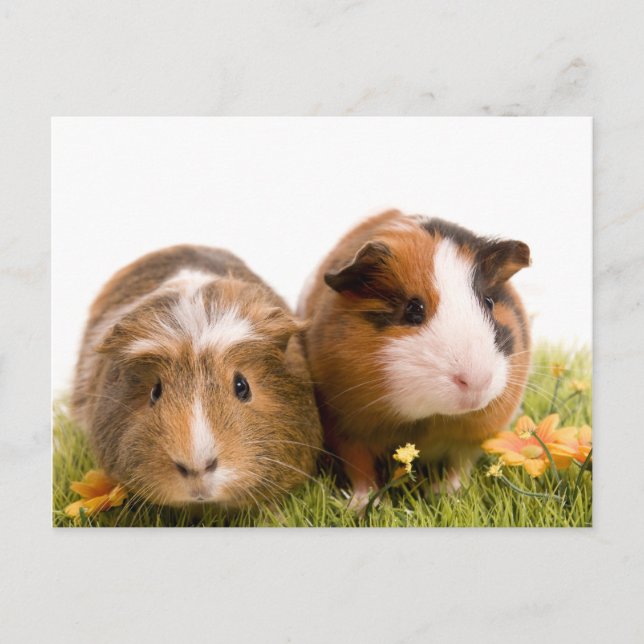 guinea pigs on a lawn postcard (Front)