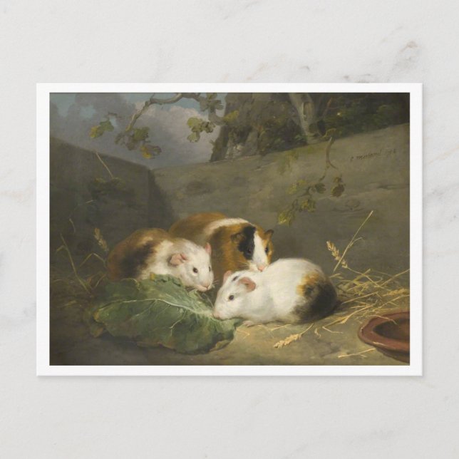 Guinea Pigs Painting by George Morland Postcard (Front)