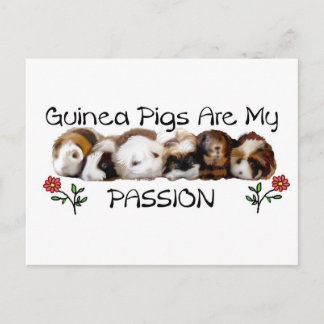 GUINEA PIGS PASSION.jpg Postcard