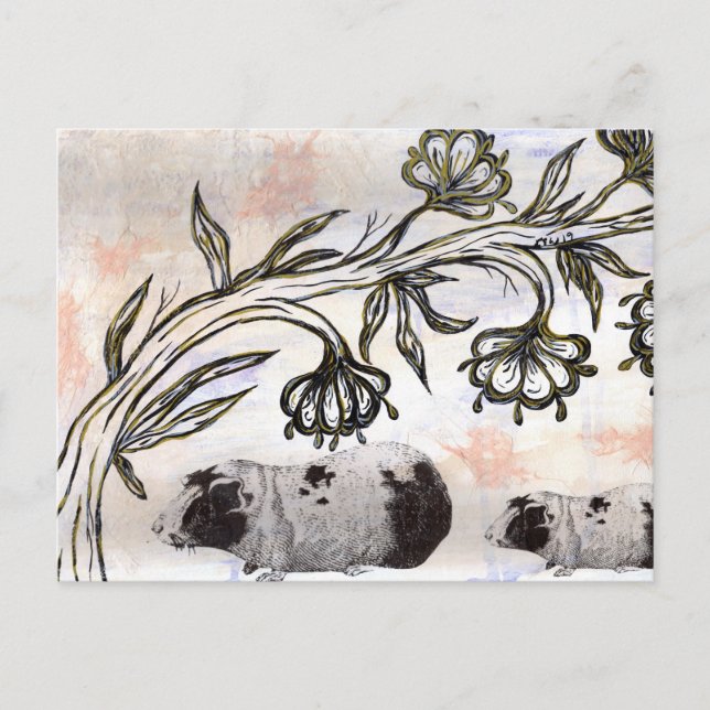Guinea Pigs Postcard (Front)