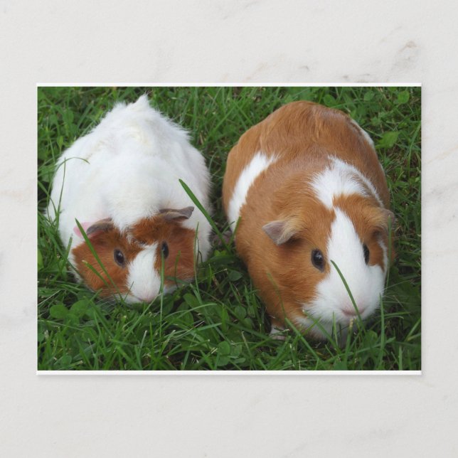 Guinea Pigs Postcard (Front)