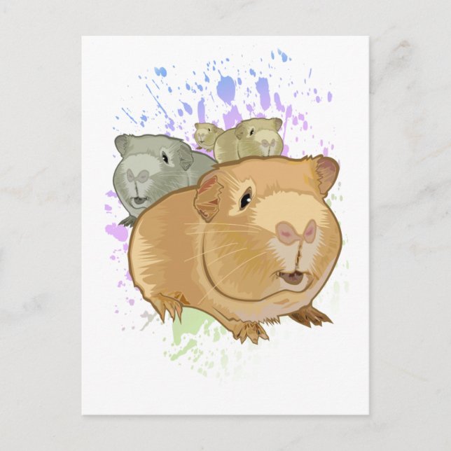 Guinea Pigs Postcard (Front)
