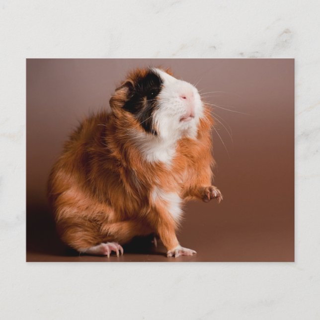 guinea pigs postcard (Front)
