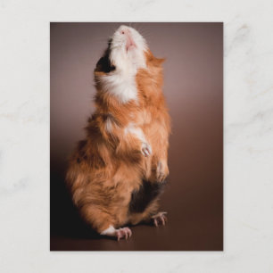 guinea pigs prepared, postcard