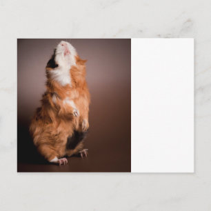 guinea pigs prepared, postcard
