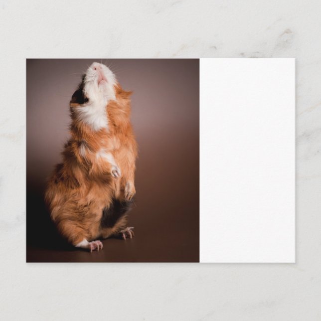 guinea pigs prepared, postcard (Front)