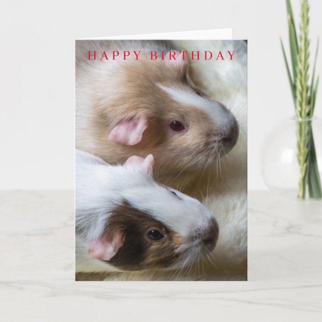 Guinea pigs up close birthday card (Front)