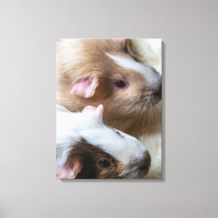 Guinea pigs up close canvas print