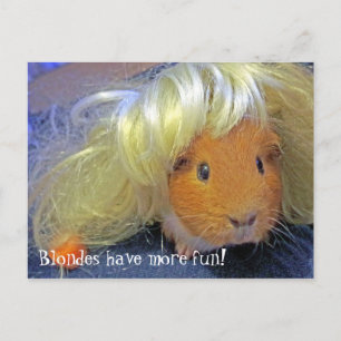 guinea pigs with blonde wig postcard