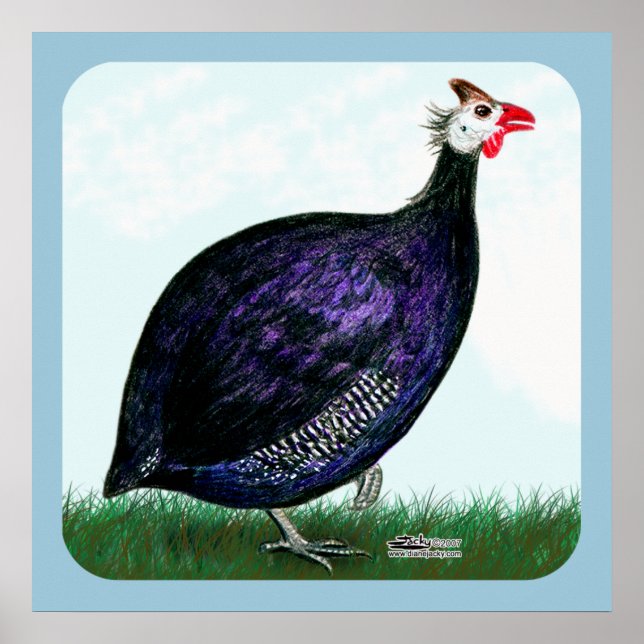 Guinea Royal Purple and Sky Poster (Front)