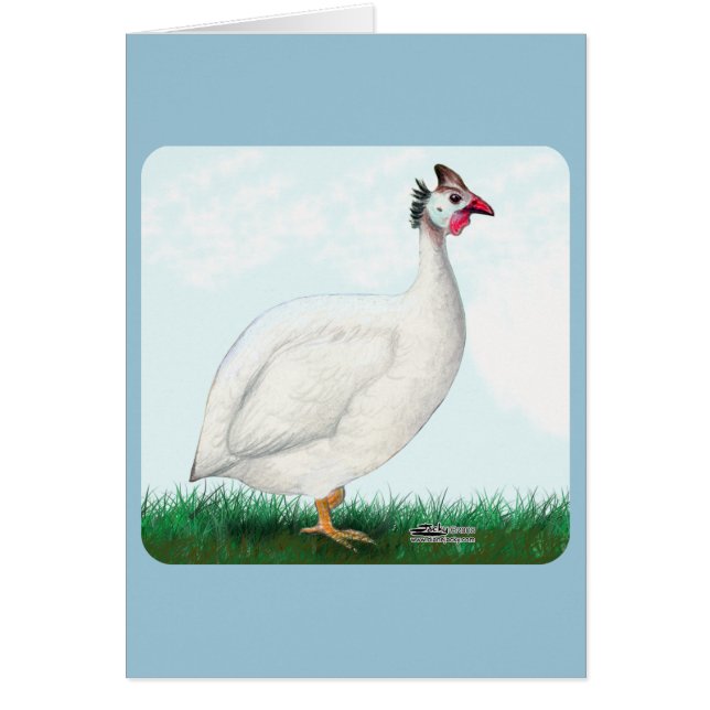 Guinea White (Front)