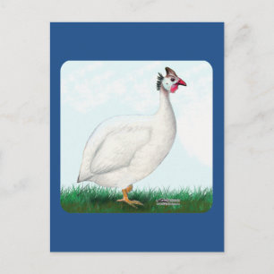Guinea White Postcard