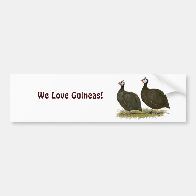 Guineas:  Chocolate Bumper Sticker