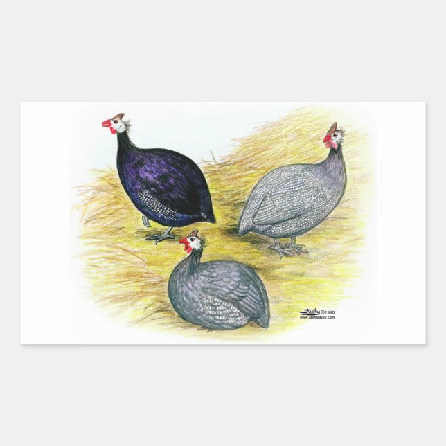 Guineas Purple, Coral Blue and Lavendar Rectangular Sticker (Front)