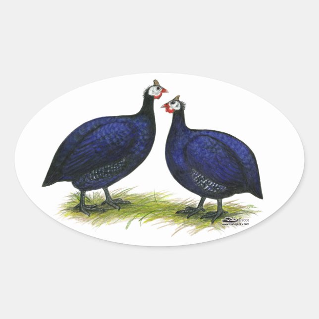 Guineas Royal Purple Pair Oval Sticker (Front)