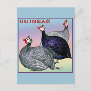 Guineas Three Fowl Postcard