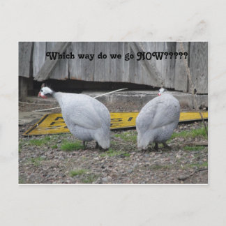 Guineas which way do we go now postcard