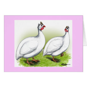 Guineas: White
