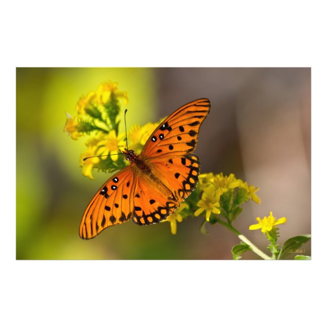 Gulf Fritillary aka Passion Butterfly on Goldenrod Photo Print (Front)