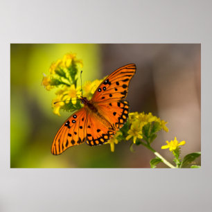 Gulf Fritillary aka Passion Butterfly on Goldenrod Poster