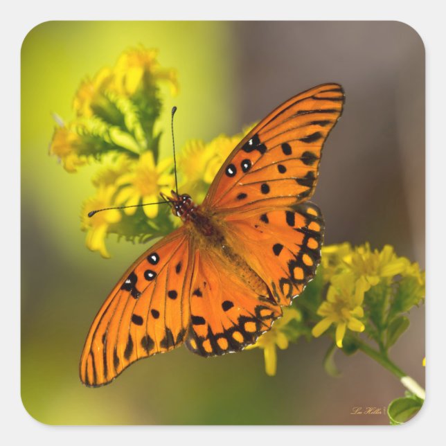 Gulf Fritillary aka Passion Butterfly on Goldenrod Square Sticker (Front)