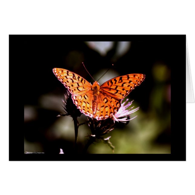 Gulf Fritillary Butterfly (Front Horizontal)