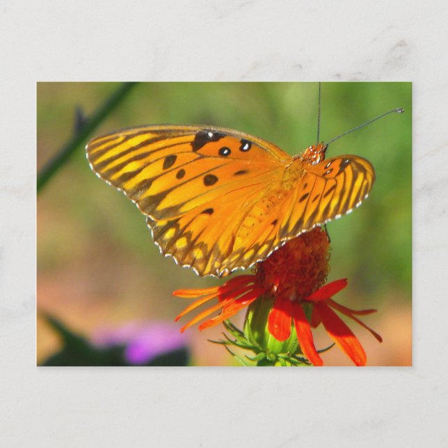Gulf Fritillary Butterfly and Red Flower Postcard (Front)