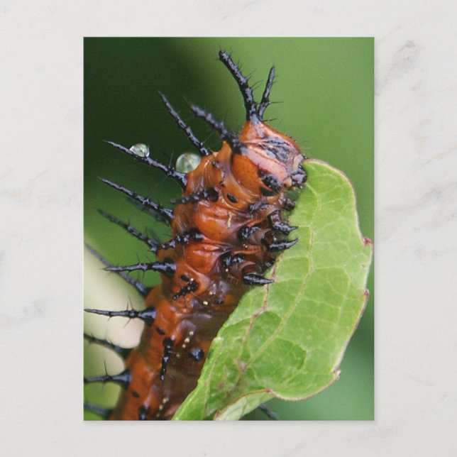 Gulf Fritillary Butterfly Caterpillar Postcard (Front)