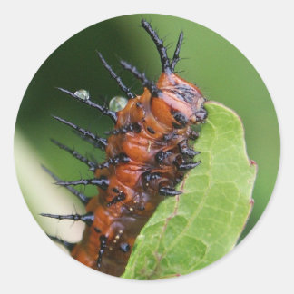Gulf Fritillary Butterfly Caterpillar Stickers
