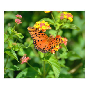 Gulf Fritillary Butterfly Photo Print
