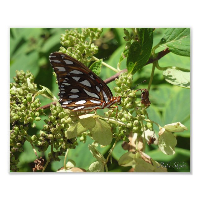 Gulf Fritillary Butterfly Photo Print (Front)