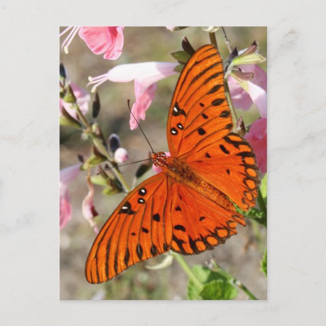 Gulf Fritillary Butterfly Postcard (Front)