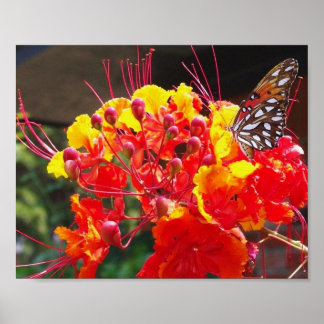 GULF FRITILLARY BUTTERFLY POSTER