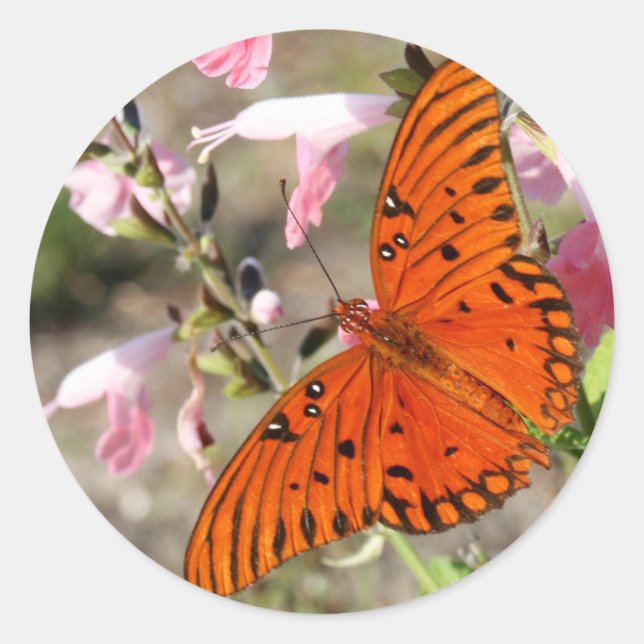 Gulf Fritillary Butterfly Stickers (Front)
