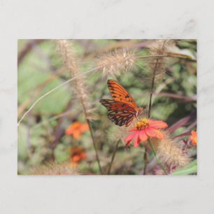 Gulf Fritillary on Zinnia Postcard