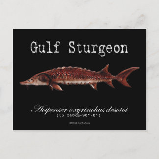 Gulf Sturgeon-Black-Postcard Postcard