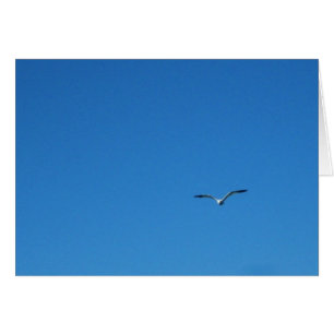 Gull