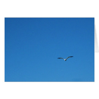 Gull