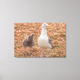 Gull and chick canvas print