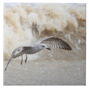 Gull Bird Flying   Tile