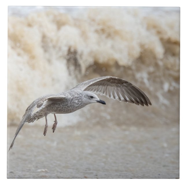 Gull Bird Flying   Tile (Front)