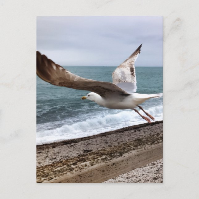 Gull Etretat France Postcard (Front)