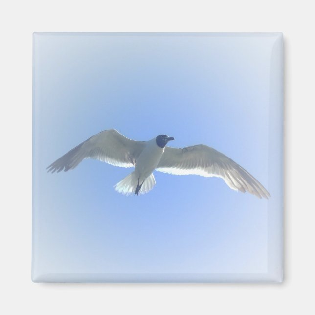 Gull in Flight 2 Magnet (Front)
