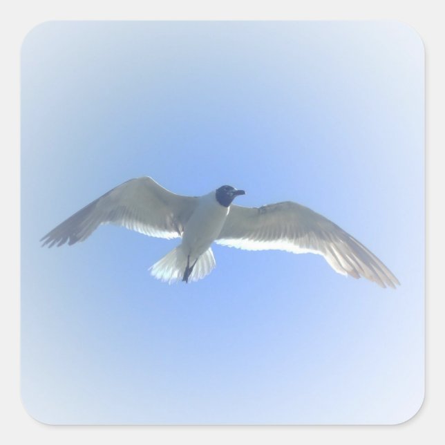 Gull in Flight 2 Sticker (Front)