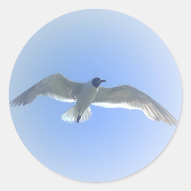 Gull in Flight 2 Sticker (Front)